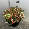 Gaultheria mucronata Pernettya 3-colour - Tűzföldi mirtuszhanga