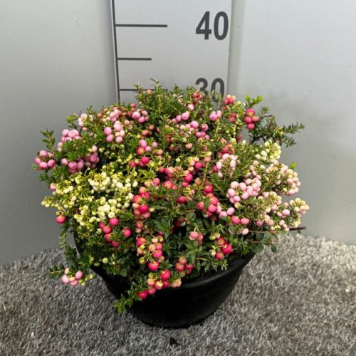 Gaultheria mucronata Pernettya 3-colour - Tűzföldi mirtuszhanga