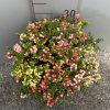 Gaultheria mucronata Pernettya 3-colour - Tűzföldi mirtuszhanga