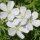 Geranium sanguineum "Album" - Gólyaorr
