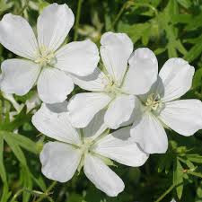 Geranium sanguineum "Album" - Gólyaorr
