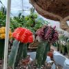 Gymnocalycium brasil mix -Kelyheskaktusz