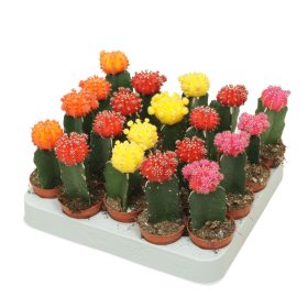 Gymnocalycium JAPAN mix -Kelyheskaktusz