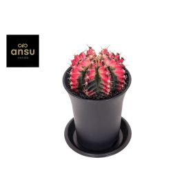 Gymnocalycium JAPAN multicolor -Kelyheskaktusz