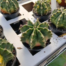 Gymnocalycium variegated -Kelyheskaktusz