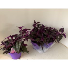 Gynura aurantiaca - Kúszó lilacserje