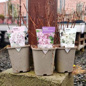 Deutzia mix - Gyöngyvirágcserje mix (11cm)