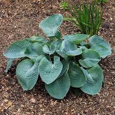 Hosta 'Abiqua Drinking Gourd' - Árnyékliliom