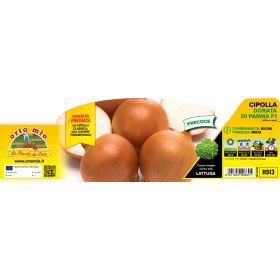   Allium cepa "Parma Golden F1" - Korai hagyma 12-es pakk