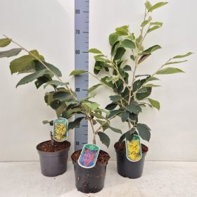 Hamamelis intermedia – Varázsmogyoró