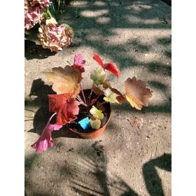  Heuchera 'Bloody Dinosaur' - Tűzeső (Tűzgyöngyvirág)