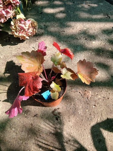 Heuchera 'Bloody Dinosaur' - Tűzeső (Tűzgyöngyvirág)