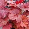 Heuchera 'Bloody Dinosaur' - Tűzeső (Tűzgyöngyvirág)