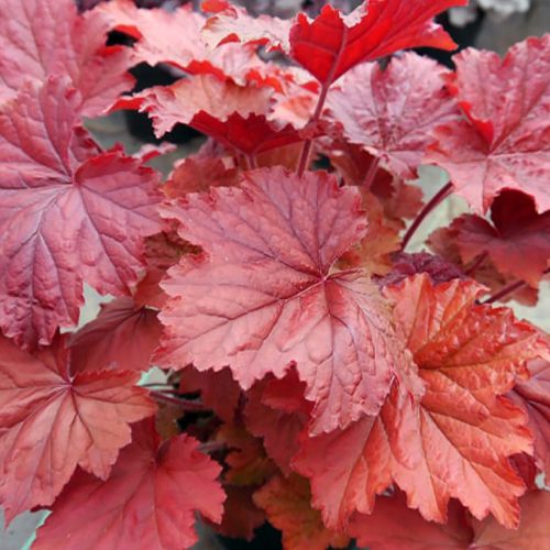 Heuchera 'Bloody Dinosaur' - Tűzeső (Tűzgyöngyvirág)