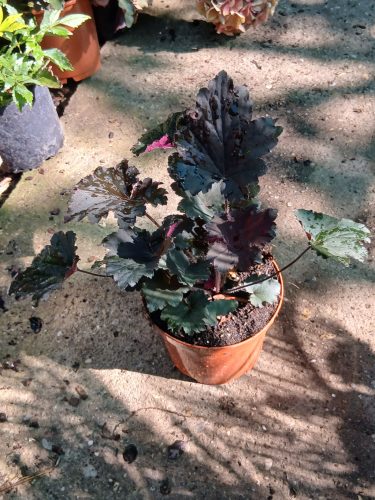 Heuchera 'Binoche' - Tűzeső (Tűzgyöngyvirág)