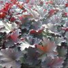 Heuchera 'Binoche' - Tűzeső (Tűzgyöngyvirág)