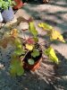 Heuchera 'Caramel' - Tűzeső (Tűzgyöngyvirág)