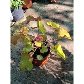 Heuchera 'Caramel' - Tűzeső (Tűzgyöngyvirág)