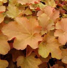 Heuchera 'Caramel' - Tűzeső (Tűzgyöngyvirág)