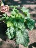 Heuchera Carnival 'Cocomint' - Tűzeső (Tűzgyöngyvirág)