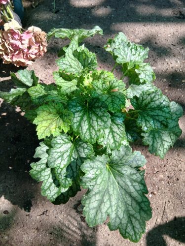 Heuchera Carnival 'Cocomint' - Tűzeső (Tűzgyöngyvirág)