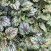Heuchera Carnival 'Cocomint' - Tűzeső (Tűzgyöngyvirág)