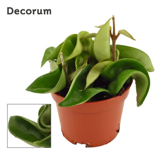 Hoya carnosa 'compacta' - Húsos viaszvirág
