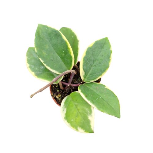 Hoya carnosa 'Flamingo Dream' - Húsos viaszvirág