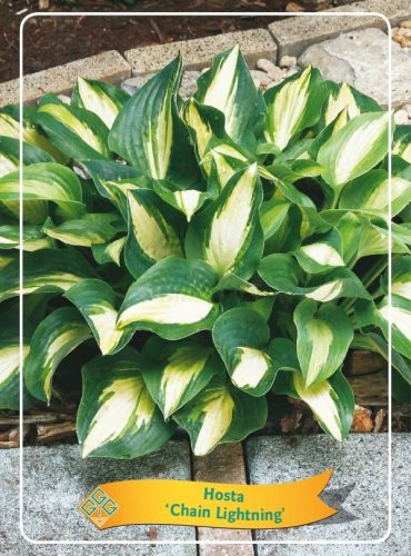 Hosta 'Chain Lightning' - árnyékliliom