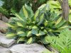 Hosta 'Chain Lightning' - árnyékliliom