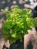 Heuchera 'Curly Lemon' - Tűzeső (Tűzgyöngyvirág)