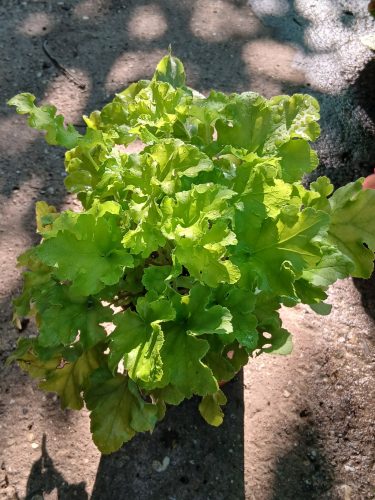 Heuchera 'Curly Lemon' - Tűzeső (Tűzgyöngyvirág)