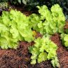 Heuchera 'Curly Lemon' - Tűzeső (Tűzgyöngyvirág)