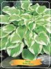 Hosta 'Delta Dawn' - Árnyékliliom