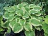Hosta 'Delta Dawn' - Árnyékliliom
