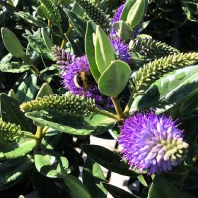 Hebe addenda - Veronikacserje