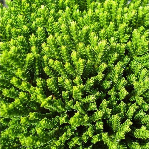 Hebe 'Emerald Gem' - Veronikacserje