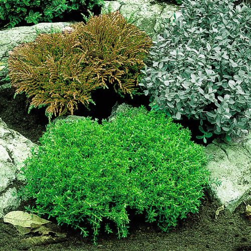 Hebe 'Emerald Gem' - Veronikacserje