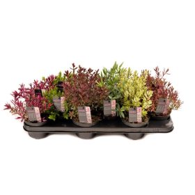 Hebe 'Magic color' - Veronikacserje