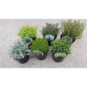 Hebe - Veronikacserje