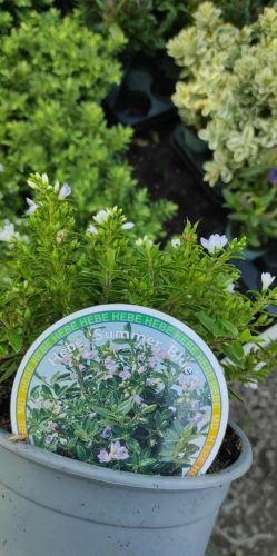 Hebe - Veronikacserje