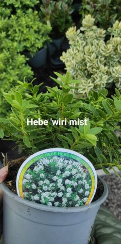 Hebe - Veronikacserje