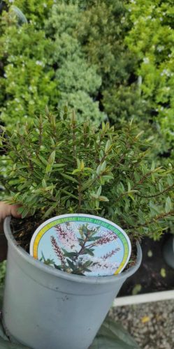 Hebe - Veronikacserje