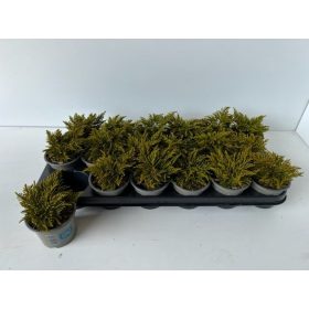 Hebe ochracea 'James Stirling' - Veronikacserje