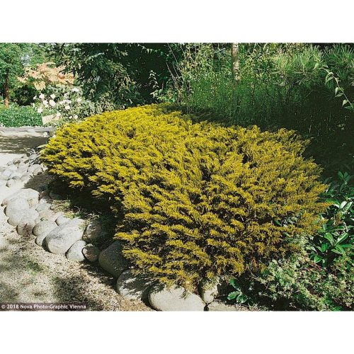 Hebe ochracea 'James Stirling' - Veronikacserje