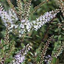 Hebe - 'Champagne' - Veronikacserje