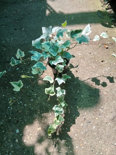 Hedera - Borostyán