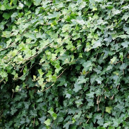 Hedera - Borostyán