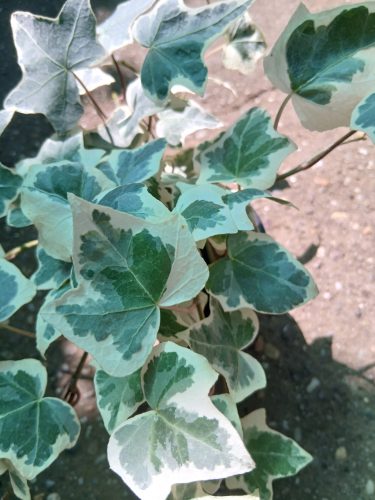 Hedera - Borostyán