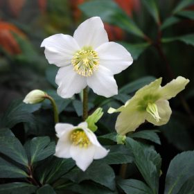 Helleborus niger 'Christmas carol' - Hunyor